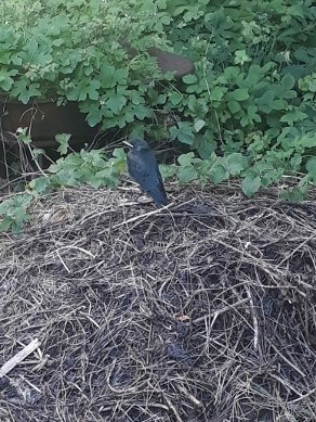 Jackdaw