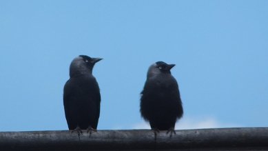 Jackdaws
