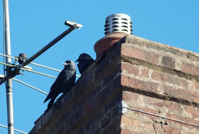 Jackdaws