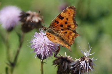 Comma