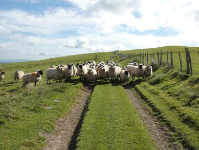 Sheep