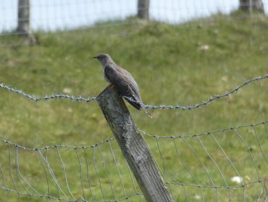 Cuckoo