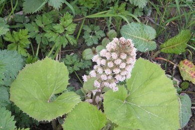 Butterbur