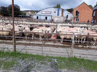 Sheep Market