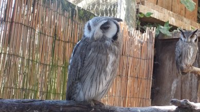 Owls