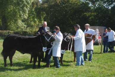 Cattle
