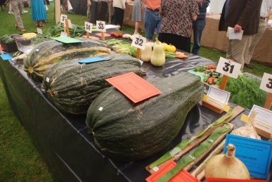 Marrows