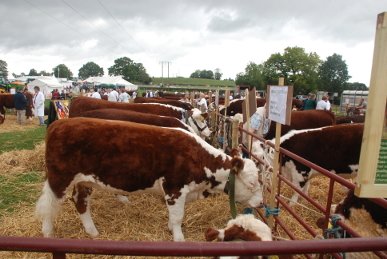 Herefords