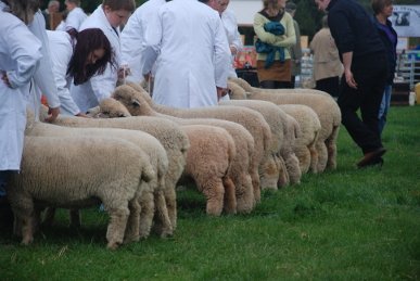 Sheep