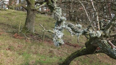 Lichen