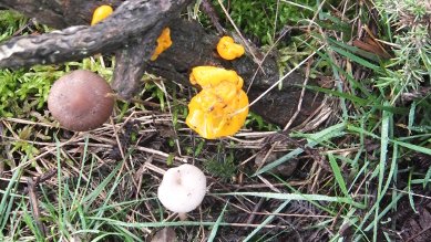 Fungus