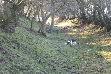 Offa's Dyke