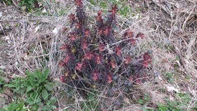 Euphorbia