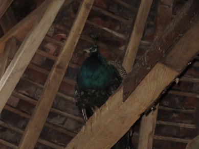 Peacock