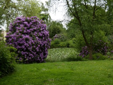 Rhododendron