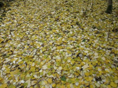 Leaves