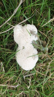 Slime Mould