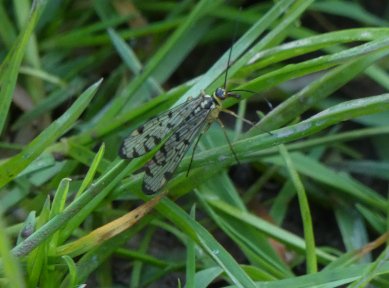 Insect