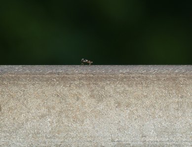 Fruit Fly