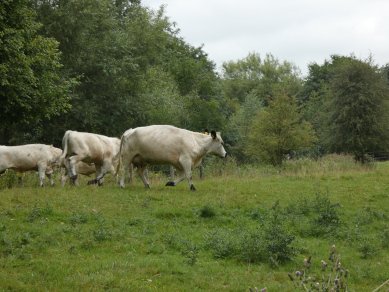 British White Cattle