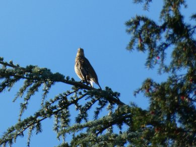 Mistle Thrush