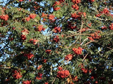 Rowan Berries