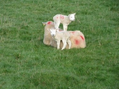 Lambs