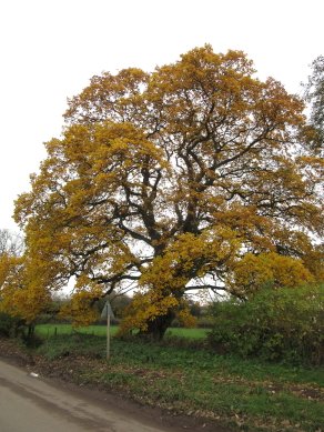 Oak