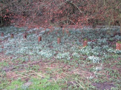 Snowdrops