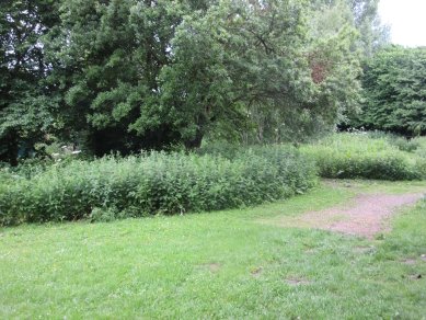 Nettles