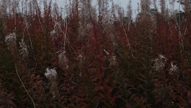 Rosebay Willowherb