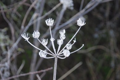 Frost