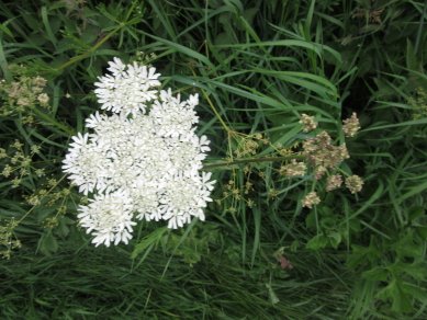 Hogweed