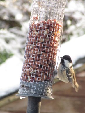 Coal tit