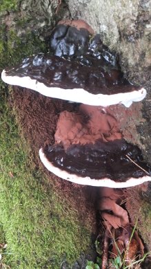 Fungi