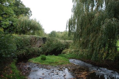 Weeping Willow