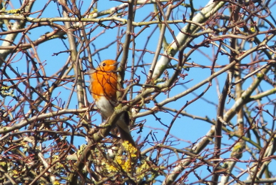 Robin Robin