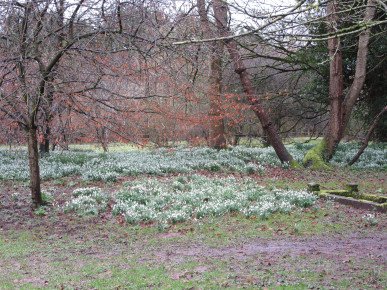 Snowdrops
