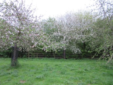 Blossom
