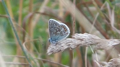 Common Blue