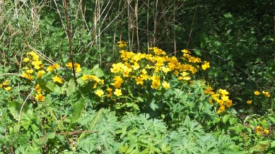 Marigolds