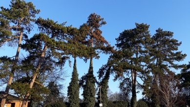 Pines