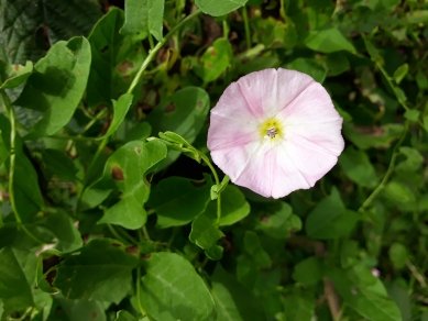 Lesser Bindweed