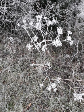Frost