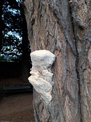 Fungus
