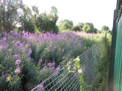 Rosebay Willowherb