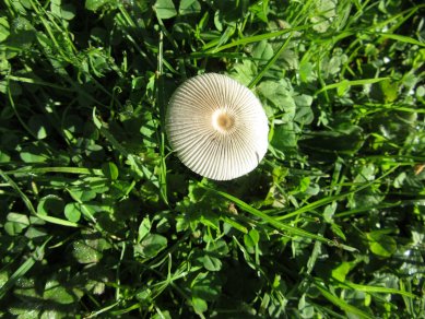 Fungus