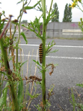 Caterpillar