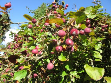 Crab Apple