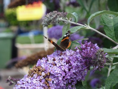 Red Admiral